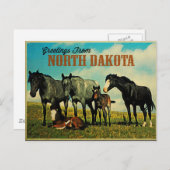 North Dakota Nokota Horses Briefkaart (Voorkant / Achterkant)