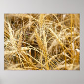North Dakota Wheat Poster (Voorkant)