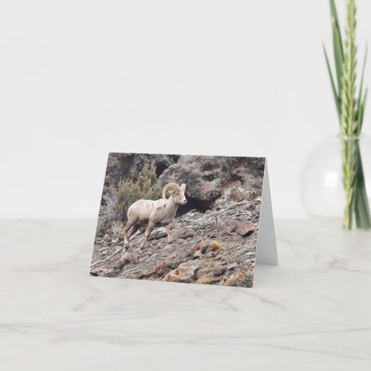 North Fork Ram - 4" x 5.6" Notitiekaart (Voorkant)