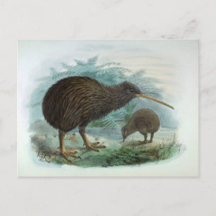 North Island Brown Kiwi  Bird Illustration Briefkaart