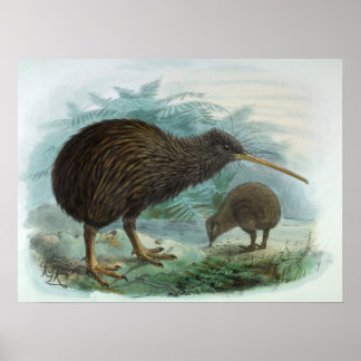 North Island Brown Kiwi Bird Illustration Poster