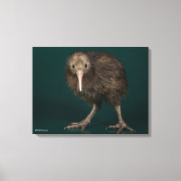 North Island Brown Kiwi