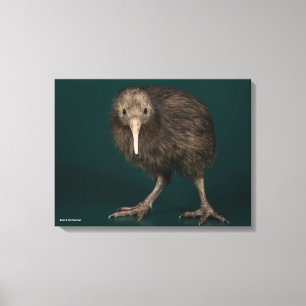 North Island Brown Kiwi Canvas Afdruk