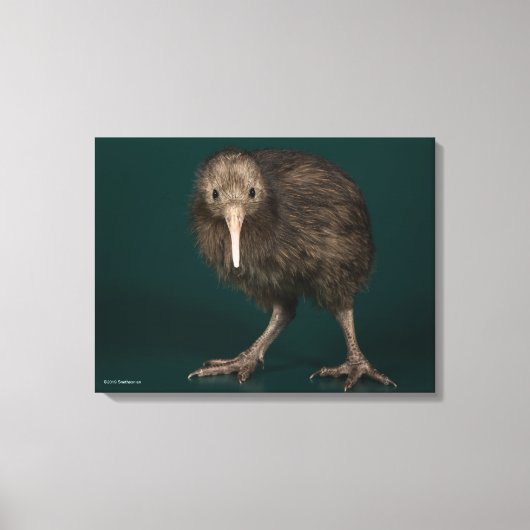 North Island Brown Kiwi Canvas Afdruk (Voorkant)