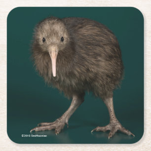 North Island Brown Kiwi Kartonnen Onderzetters