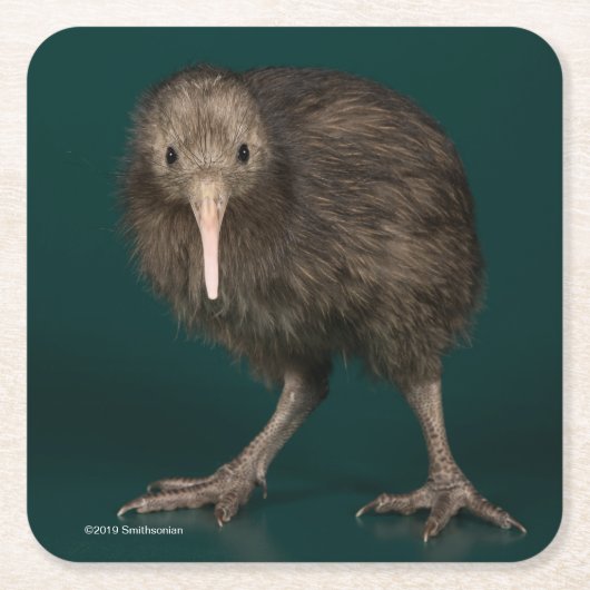 North Island Brown Kiwi Kartonnen Onderzetters (Voorkant)