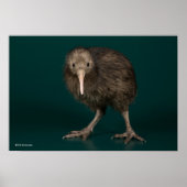 North Island Brown Kiwi Poster (Voorkant)