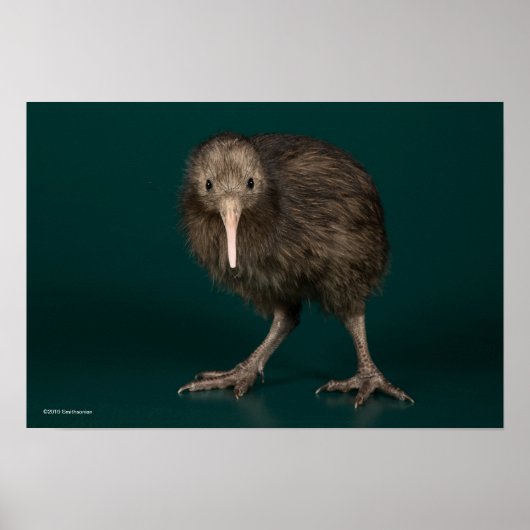 North Island Brown Kiwi Poster (Voorkant)