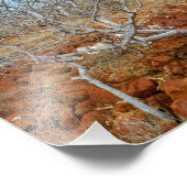 North Seymour Island Foto Afdruk (Hoek)