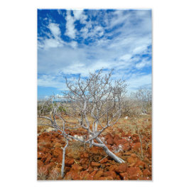 North Seymour Island Foto Afdruk