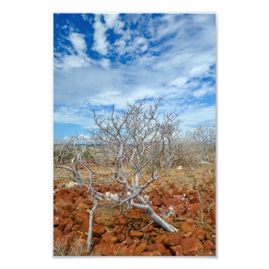 North Seymour Island Foto Afdruk (Voorkant)