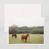 North Shore Kauai Horses Hawaii  Briefkaart (Voorkant / Achterkant)