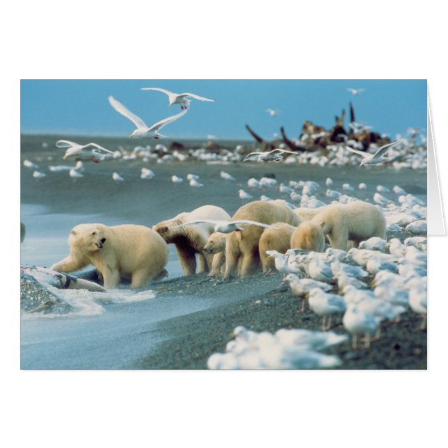 North Slope, Alaska. Ijsberen Ursus (Voorkant Horizontaal)