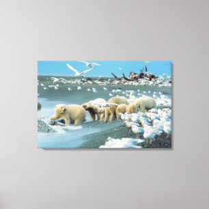 North Slope, Alaska. Ijsberen Ursus Canvas Afdruk