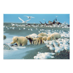 North Slope, Alaska. Ijsberen Ursus Foto Afdruk