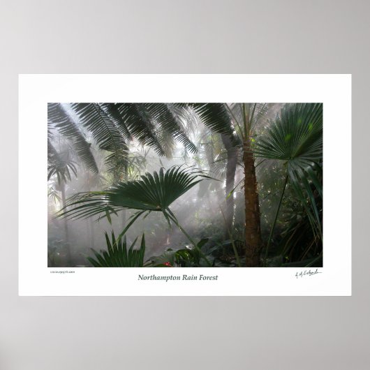 Northampton Rain Forest I Poster (Voorkant)