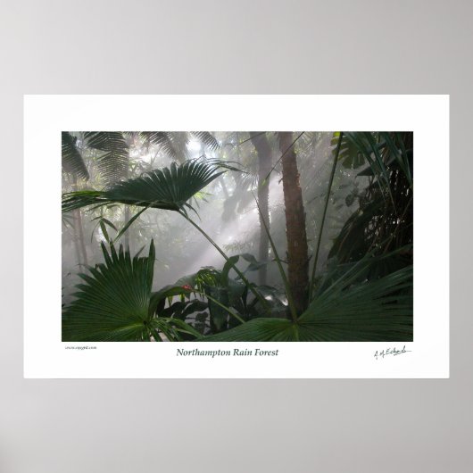 Northampton Rain Forest II Poster (Voorkant)