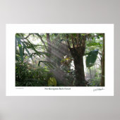 Northampton Rain Forest III Poster (Voorkant)