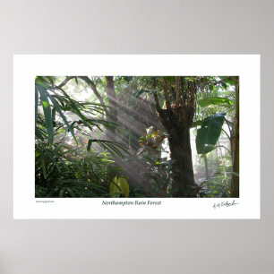 Northampton Rain Forest III Poster
