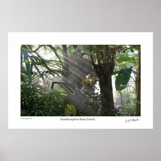 Northampton Rain Forest III Poster (Voorkant)