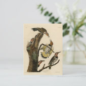 Norther Flicker van Audubon's Birds of America Briefkaart (Staand voorkant)
