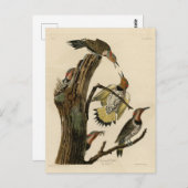 Norther Flicker van Audubon's Birds of America Briefkaart (Voorkant / Achterkant)