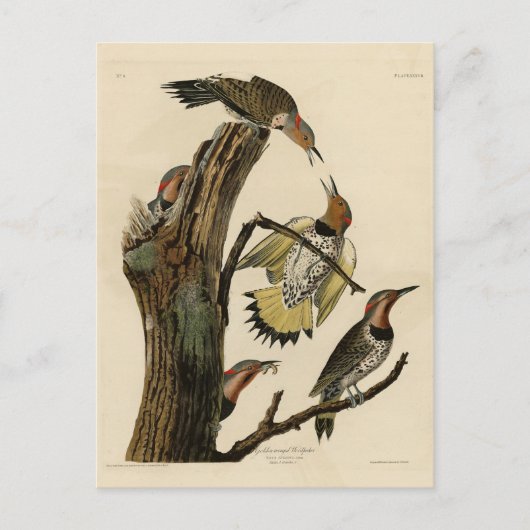 Norther Flicker van Audubon's Birds of America Briefkaart (Voorkant)