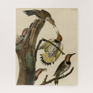 Norther Flicker van Audubon's Birds of America Legpuzzel