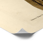 Norther Flicker van Audubon's Birds of America Poster (Hoek)