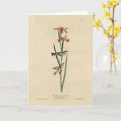 Norther Parula van de Amerikaanse vogels van Audub Kaart (Gele Bloem)