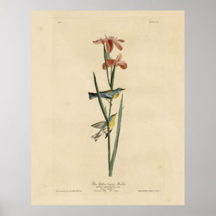 Norther Parula van de Amerikaanse vogels van Audub Poster