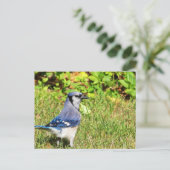 Northern Blue Jay Briefkaart (Staand voorkant)