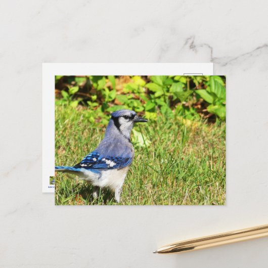 Northern Blue Jay Briefkaart (Voorkant / Achterkant in situ)