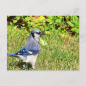 Northern Blue Jay Briefkaart (Voorkant)