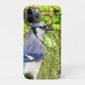 Northern Blue Jay Case-Mate iPhone Case (Achterkant)