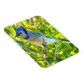 Northern Blue Jay Early Autumn Quebec Canada Magneet (Rechterzijde)