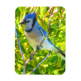 Northern Blue Jay Early Autumn Quebec Canada Magneet