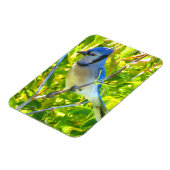 Northern Blue Jay Early Autumn Quebec Canada Magneet (Linkerzijde)