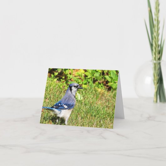 Northern Blue Jay Kaart (Voorkant)