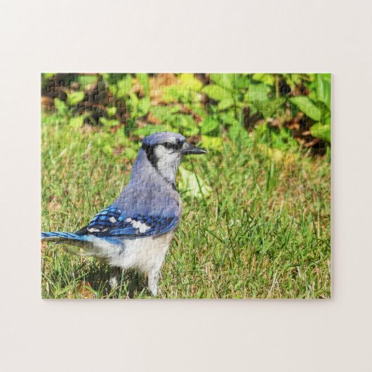 Northern Blue Jay Legpuzzel (Horizontaal)