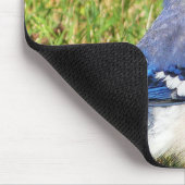 Northern Blue Jay Muismat (Hoek)