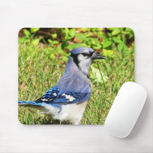 Northern Blue Jay Muismat (Met muis)