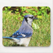 Northern Blue Jay Muismat (Voorkant)