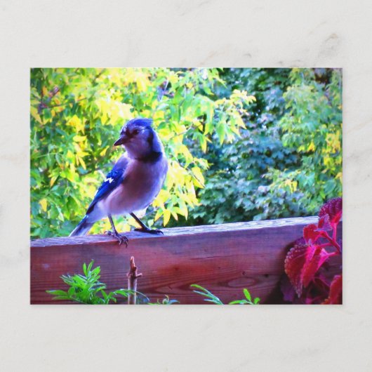 Northern Blue Jay Perching Birds Canada Briefkaart (Voorkant)