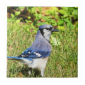 Northern Blue Jay Tegeltje (Voorkant)