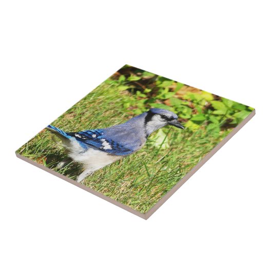 Northern Blue Jay Tegeltje (Zijkant)