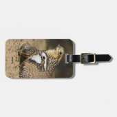 Northern Bobwhite quail babies at gewicht for drin Bagagelabel (Voorkant horizontaal)