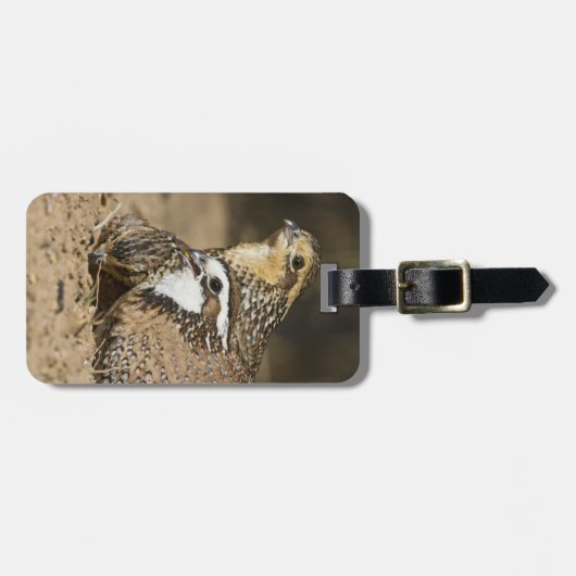 Northern Bobwhite quail babies at gewicht for drin Bagagelabel (Voorkant horizontaal)