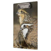 Northern Bobwhite quail babies at gewicht for drin Klembord (Links)