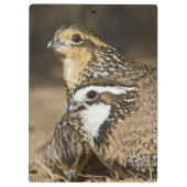 Northern Bobwhite quail babies at gewicht for drin Klembord (Achterkant)